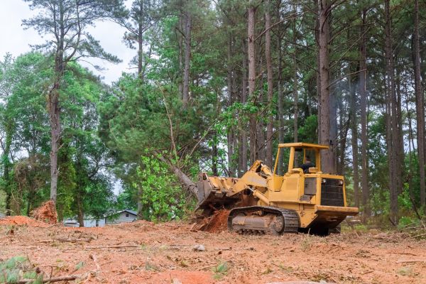 Cost of Trees Clearing in Ballwin