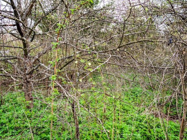 Cost of Underbrush Clearing in Ballwin