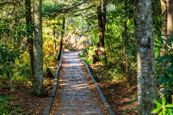 Cost of Trail Clearing in Ballwin